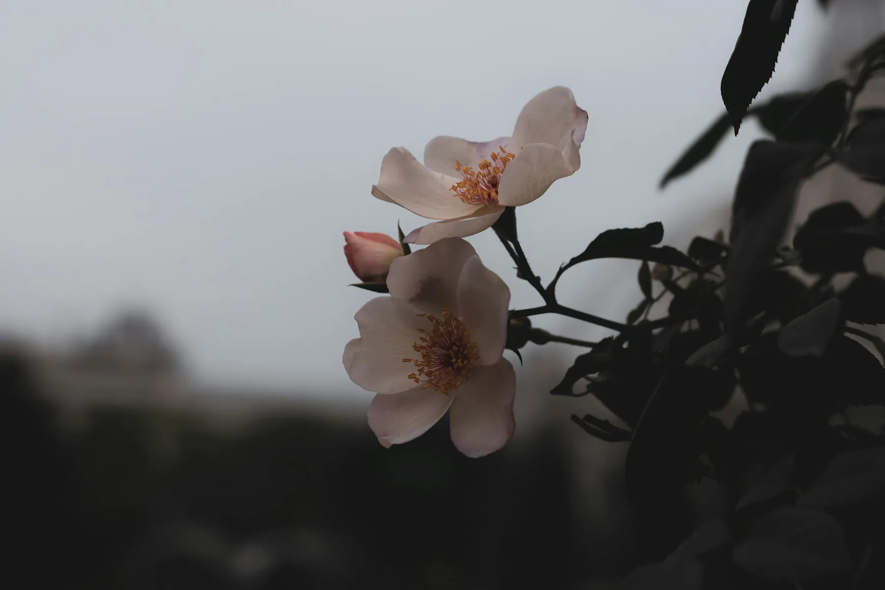 Dark landscape backdrop